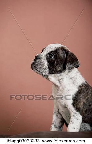 "Olde English Bulldog, puppy sitting" View Large Photo Image Stock Image - "Olde English Bulldog, puppy sitting". Fotosearch