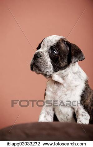 Stock Image - "Olde English Bulldog, puppy sitting". Fotosearch