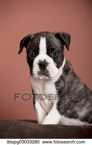 "Olde English Bulldog, puppy sitting" View Large Photo Image Stock Image - "Olde English Bulldog, puppy sitting". Fotosearch