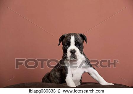 "Olde English Bulldog, puppy sitting" View Large Photo Image Stock Image - "Olde English Bulldog, puppy sitting". Fotosearch