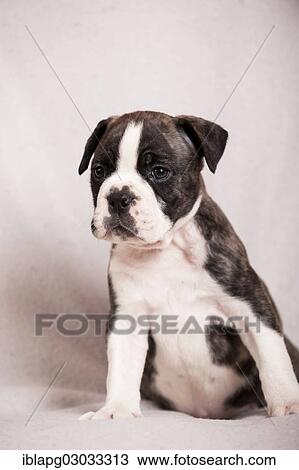 Stock Image - "Olde English Bulldog, puppy sitting". Fotosearch