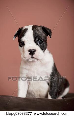 Stock Photo - "Olde English Bulldog, puppy sitting". Fotosearch