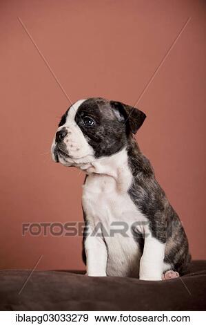 Stock Photo - "Olde English Bulldog, puppy sitting". Fotosearch