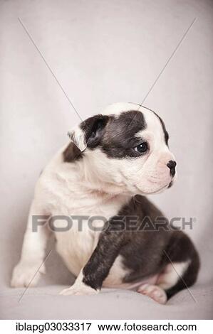 "Olde English Bulldog, puppy sitting" View Large Photo Image Stock Photo - "Olde English Bulldog, puppy sitting". Fotosearch