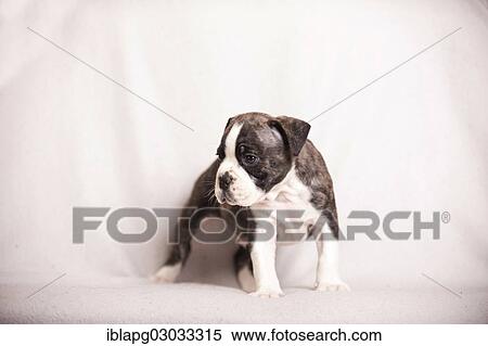 "Olde English bulldog, puppy standing" View Large Photo Image Stock Photography - "Olde English bulldog, puppy standing". Fotosearch