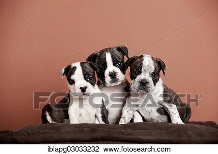 Stock Image - "Olde English Bulldog, three puppies sitting next to each other". Fotosearch