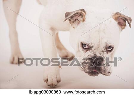 "Olde English Bulldogge or Old English Bulldog, Germany, Europe" View Large Photo Image Stock Image - "Olde English Bulldogge or Old English Bulldog, Germany, Europe". Fotosearch