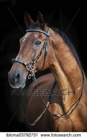 "Oldenburg gelding, brown, old, portrait wearing a bitless bridle" View Large Photo Image Stock Image - "Oldenburg gelding, brown, old, portrait wearing a bitless bridle". Fotosearch