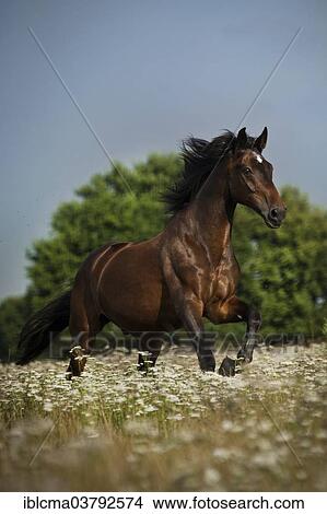 "Oldenburg horse, Brown with badges, gelding galloping on meadow with flowers" View Large Photo Image Picture - "Oldenburg horse, Brown with badges, gelding galloping on meadow with flowers". Fotosearch