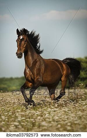 "Oldenburg horse, Brown with markings, gelding galloping on meadow with flowers" View Large Photo Image Stock Image - "Oldenburg horse, Brown with markings, gelding galloping on meadow with flowers". Fotosearch