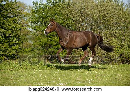 Oldenburg horse galloping across a meadow View Large Photo Image Stock Image - Oldenburg horse galloping across a meadow. Fotosearch