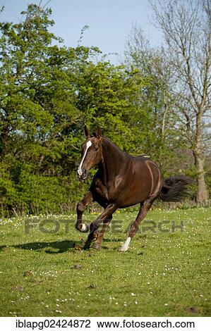 Oldenburg horse galloping across a meadow View Large Photo Image Stock Image - Oldenburg horse galloping across a meadow. Fotosearch