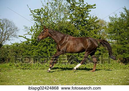 Oldenburg horse galloping across a meadow View Large Photo Image Stock Photo - Oldenburg horse galloping across a meadow. Fotosearch