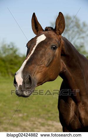 Oldenburg horse, portrait View Large Photo Image Stock Image - Oldenburg horse, portrait. Fotosearch