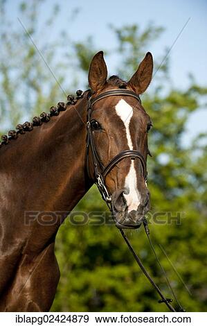 Oldenburg horse, portrait View Large Photo Image Stock Photo - Oldenburg horse, portrait. Fotosearch