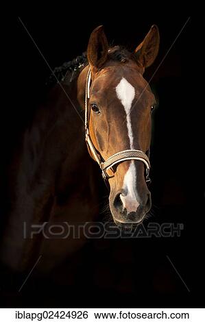 Oldenburg horse, portrait View Large Photo Image Stock Photograph - Oldenburg horse, portrait. Fotosearch