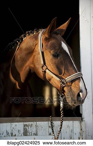 Oldenburg horse, portrait View Large Photo Image Stock Photography - Oldenburg horse, portrait. Fotosearch