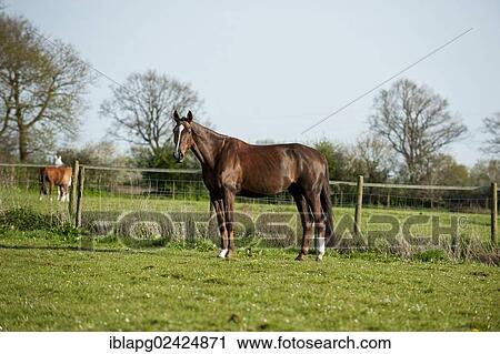 Oldenburg horse standing in a paddock View Large Photo Image Stock Image - Oldenburg horse standing in a paddock. Fotosearch
