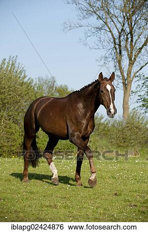 Oldenburg horse trotting across a meadow View Large Photo Image Stock Photograph - Oldenburg horse trotting across a meadow. Fotosearch