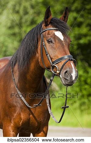 "Oldenburger horse, bay, portrait, wearing a bridle and snaffle, North Tyrol, Austria, Europe" View Large Photo Image Picture - "Oldenburger horse, bay, portrait, wearing a bridle and snaffle, North Tyrol, Austria, Europe". Fotosearch