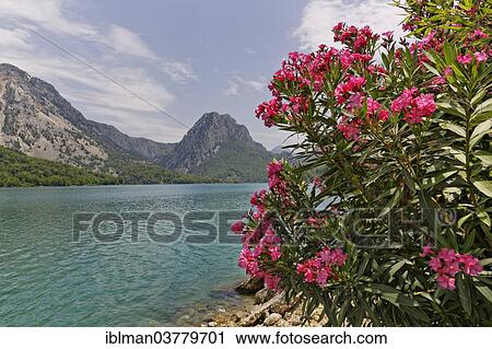 "Oleander (Nerium oleander) growing at the Oymapinar dam, Manavgat, Antalya Province, Turkey, Asia" View Large Photo Image Stock Image - "Oleander (Nerium oleander) growing at the Oymapinar dam, Manavgat, Antalya Province, Turkey, Asia". Fotosearch