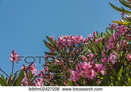 "Oleander (Nerium oleander), Lagos, Algarve, Portugal, Europe" View Large Photo Image Stock Photograph - "Oleander (Nerium oleander), Lagos, Algarve, Portugal, Europe". Fotosearch