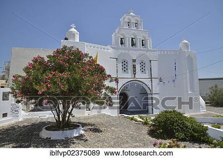 "Oleander tree growing in front of the St Mary's Church from 1660 with a two-storey bell tower, Pirgos, Pyrgos, Santorini, Cyclades, Greek island, Greece, Europe" View Large Photo Image Stock Photo - "Oleander tree growing in front of the St Mary's Church from 1660 with a two-storey bell tower, Pirgos, Pyrgos, Santorini, Cyclades, Greek island, Greece, Europe". Fotosearch