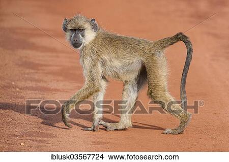 "Olive Baboon or Anubis Baboon (Papio anubis), young, Tsavo West National Park, Kenya, Africa" View Large Photo Image Picture - "Olive Baboon or Anubis Baboon (Papio anubis), young, Tsavo West National Park, Kenya, Africa". Fotosearch