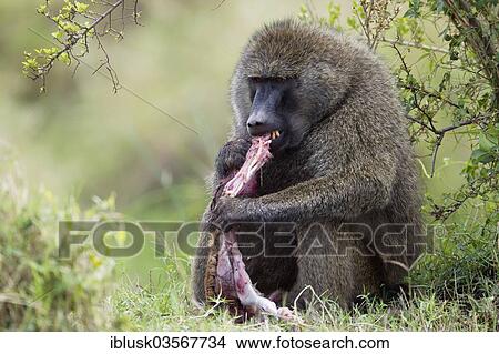Picture - "Olive Baboon or Anubis Baboon (Papio anubis), large adult male feeding on the meat of a gazelle, Massai Mara, Serengeti, Rift Valley province, Kenya, Africa". Fotosearch