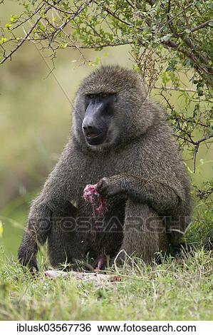 "Olive Baboon or Anubis Baboon (Papio anubis), large adult male feeding on the meat of a gazelle, Massai Mara, Serengeti, Rift Valley province, Kenya, Africa" View Large Photo Image Stock Photograph - "Olive Baboon or Anubis Baboon (Papio anubis), large adult male feeding on the meat of a gazelle, Massai Mara, Serengeti, Rift Valley province, Kenya, Africa". Fotosearch