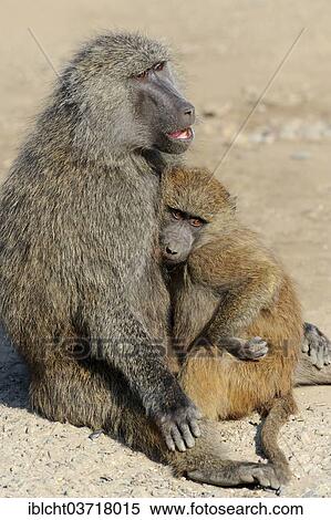Stock Photography - "Olive Baboon (Papio anubis), female with young, deposits in Africa, captive, The Netherlands, Europe". Fotosearch