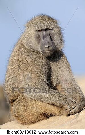 Stock Image - "Olive Baboon (Papio anubis), male, native to Africa, captive, The Netherlands, Europe". Fotosearch