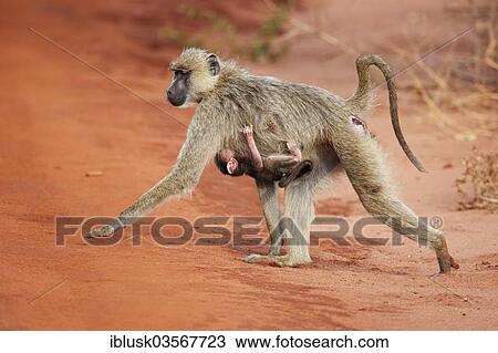 "Olive Baboons or Anubis Baboons (Papio anubis), female with young, Tsavo West National Park, Kenya, Africa" View Large Photo Image Stock Image - "Olive Baboons or Anubis Baboons (Papio anubis), female with young, Tsavo West National Park, Kenya, Africa". Fotosearch