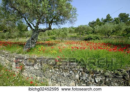 "Olive grove at the bottom of Els Ports Massif, near Horta de Sant Joan, Catalonia, Spain, Europe" View Large Photo Image Stock Photography - "Olive grove at the bottom of Els Ports Massif, near Horta de Sant Joan, Catalonia, Spain, Europe". Fotosearch