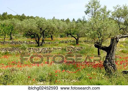 "Olive grove at the bottom of the Els Ports Massif, near the village of Horta de Sant Joan, Catalonia, Spain, Europe" View Large Photo Image Stock Image - "Olive grove at the bottom of the Els Ports Massif, near the village of Horta de Sant Joan, Catalonia, Spain, Europe". Fotosearch