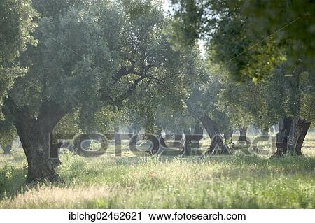 "Olive grove at the bottom of the Els Ports Massif, near Horta de Sant Joan, Catalonia, Spain, Europe" View Large Photo Image Stock Image - "Olive grove at the bottom of the Els Ports Massif, near Horta de Sant Joan, Catalonia, Spain, Europe". Fotosearch