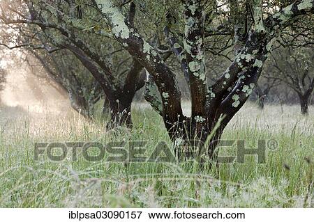 "Olive grove, olive trees (Olea europaea), Alpes-de-Haute-Provence, France, Europe" View Large Photo Image Stock Photo - "Olive grove, olive trees (Olea europaea), Alpes-de-Haute-Provence, France, Europe". Fotosearch
