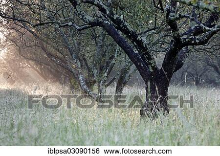 "Olive grove, olive trees (Olea europaea), Alpes-de-Haute-Provence, France, Europe" View Large Photo Image Stock Photograph - "Olive grove, olive trees (Olea europaea), Alpes-de-Haute-Provence, France, Europe". Fotosearch