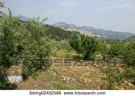 "Olive grove, village of Pauls, Els Ports Massif, Catalonia, Spain, Europe" View Large Photo Image Stock Photo - "Olive grove, village of Pauls, Els Ports Massif, Catalonia, Spain, Europe". Fotosearch
