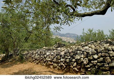 "Olive grove, village of Pauls, Els Ports Massif, Catalonia, Spain, Europe" View Large Photo Image Stock Photo - "Olive grove, village of Pauls, Els Ports Massif, Catalonia, Spain, Europe". Fotosearch