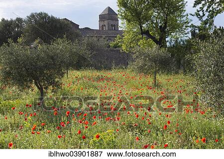 "Olive grove with poppies, Abbey of Saint-Paul-de-Mausole at the back, later a mental hospital, known through its patient Vincent van Gogh, Saint-Remy-de-Provence, Provence-Alpes-Cote d'Azur, France, Europe" View Large Photo Image Stock Photo - "Olive grove with poppies, Abbey of Saint-Paul-de-Mausole at the back, later a mental hospital, known through its patient Vincent van Gogh, Saint-Remy-de-Provence, Provence-Alpes-Cote d'Azur, France, Europe". Fotosearch