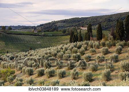 "Olive plantation near San Gimignano, Province of Siena, Tuscany, Italy, Europe" View Large Photo Image Stock Photo - "Olive plantation near San Gimignano, Province of Siena, Tuscany, Italy, Europe". Fotosearch