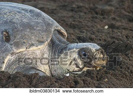 "Olive Ridley Sea Turtle (Lepidochelys olivacea) during oviposition, Ostional, Guanacaste province, Costa Rica, North America" View Large Photo Image Picture - "Olive Ridley Sea Turtle (Lepidochelys olivacea) during oviposition, Ostional, Guanacaste province, Costa Rica, North America". Fotosearch