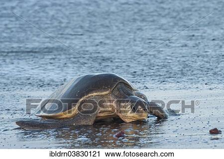 "Olive Ridley Sea Turtle (Lepidochelys olivacea), Guanacaste province, Costa Rica, North America" View Large Photo Image Stock Image - "Olive Ridley Sea Turtle (Lepidochelys olivacea), Guanacaste province, Costa Rica, North America". Fotosearch