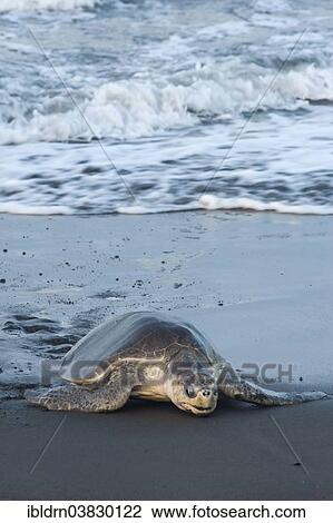 "Olive Ridley Sea Turtle (Lepidochelys olivacea), Guanacaste province, Costa Rica, North America" View Large Photo Image Stock Image - "Olive Ridley Sea Turtle (Lepidochelys olivacea), Guanacaste province, Costa Rica, North America". Fotosearch