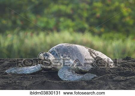 "Olive Ridley Sea Turtle (Lepidochelys olivacea) during oviposition, Ostional, Guanacaste province, Costa Rica, North America" View Large Photo Image Stock Image - "Olive Ridley Sea Turtle (Lepidochelys olivacea) during oviposition, Ostional, Guanacaste province, Costa Rica, North America". Fotosearch