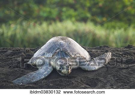 "Olive Ridley Sea Turtle (Lepidochelys olivacea) after oviposition, Ostional, Guanacaste province, Costa Rica, North America" View Large Photo Image Stock Image - "Olive Ridley Sea Turtle (Lepidochelys olivacea) after oviposition, Ostional, Guanacaste province, Costa Rica, North America". Fotosearch