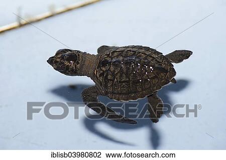 Stock Image - "Olive ridley sea turtle (Lepidochelys olivacea), hatchling, approx. one month, breeding station, Bali, Indonesia, Asia". Fotosearch