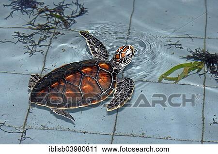 Stock Image - "Olive ridley sea turtle (Lepidochelys olivacea), approximately 1 year, breeding station, Bali, Indonesia, Asia". Fotosearch