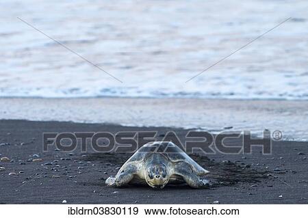 "Olive Ridley Sea Turtle (Lepidochelys olivacea), Guanacaste province, Costa Rica, North America" View Large Photo Image Stock Photo - "Olive Ridley Sea Turtle (Lepidochelys olivacea), Guanacaste province, Costa Rica, North America". Fotosearch